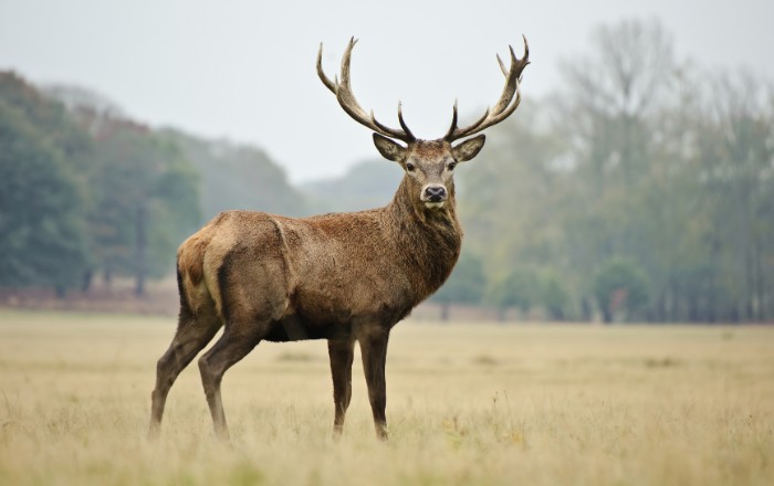 Tours Of India Wildlife