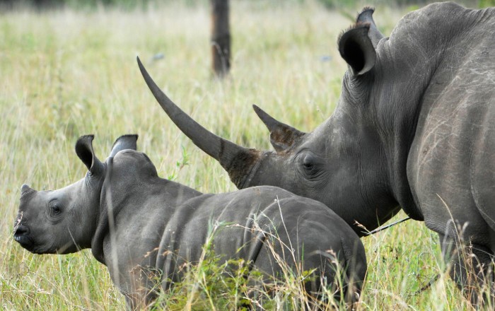 Tours Of India Wildlife