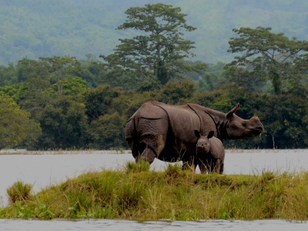 Assam Wildlife Tour