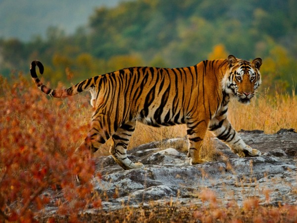 Bandhavgarh And Kanha Tour