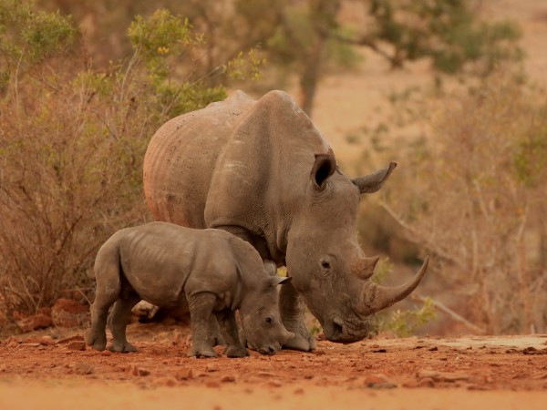 Rhinos And Tiger Tour