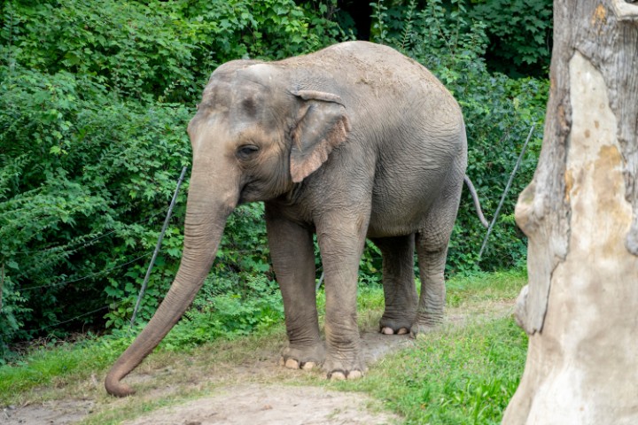 Tours Of India Wildlife