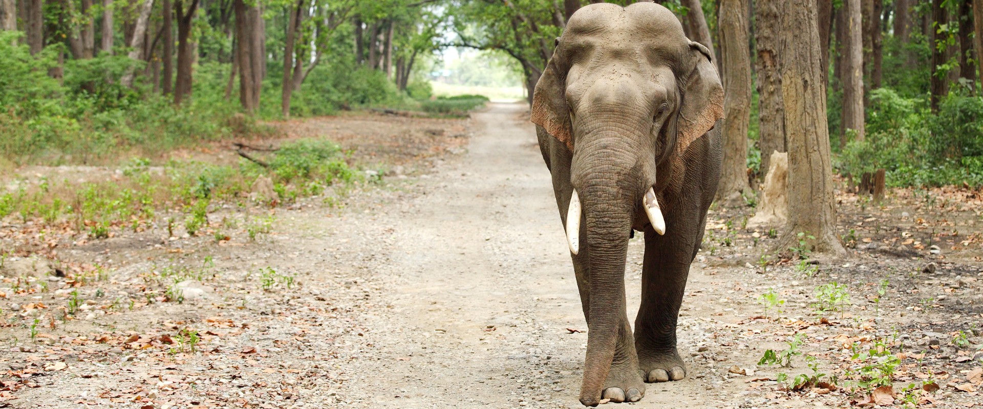 Tours of wildlife