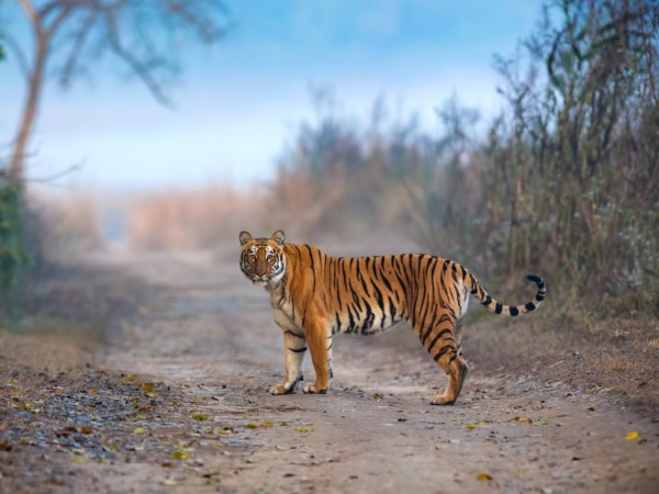 Tigers At Suderbans