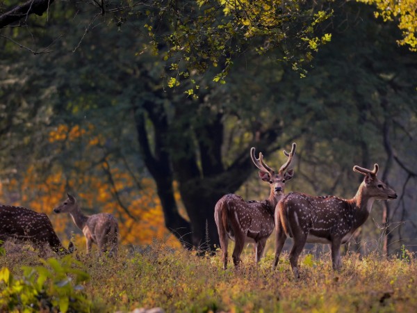 Taj Mahal With Wildlife Tour